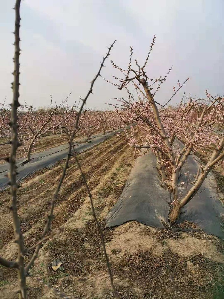 桃園防草布已鋪設(shè)好 桃園防草布已鋪設(shè)好