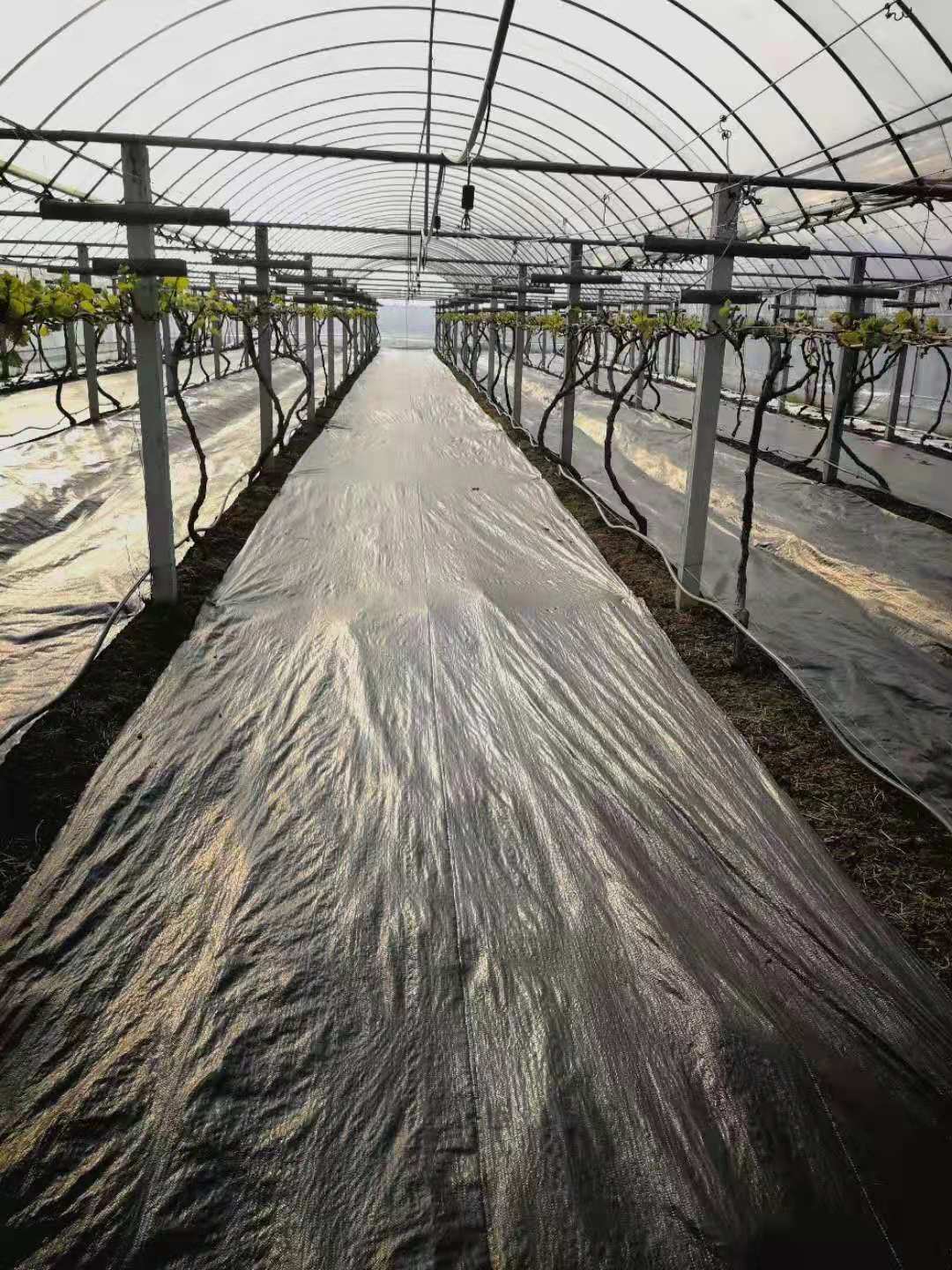 葡萄種植大棚內(nèi)鋪設(shè)德防草布