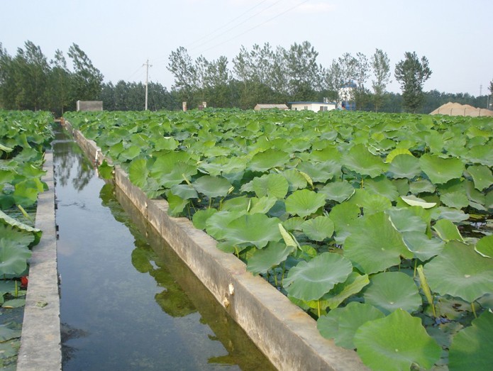 寧夏藕池防滲專用膜應用案例.jpg 寧夏藕池防滲專用膜應用案例.jpg